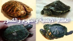 أمراض العظام الأيضية - التهرم الصدفي وعلاج كسور السلاحف