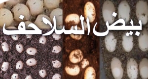 كيف تعرف أن بيض السلحفاة مخصب وقابل للفقس
