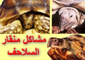 كل شيء عن منقار السلحفاة البرية