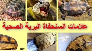 علامات السلحفاة البرية الصحية