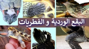 فطريات السلاحف و المناطق الوردية علي الجلد 