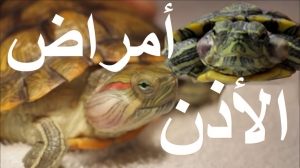 التهاب أو خراج الأذن عند السلاحف