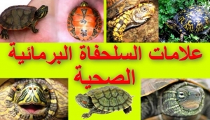 علامات أن السلحفاة البرمائية بصحة جيدة