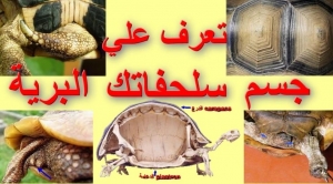 تعرف علي السلحفاة البرية