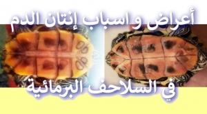 الخطر الصامت: أعراض وأسباب إنتان الدم في السلاحف المائية