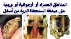 مؤشرات خطيرة: الأحمر والوردي والأرجواني على صدفة السلحفاة 