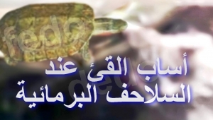 أسباب القيء أو التَقيؤ عند السلاحف البرمائية