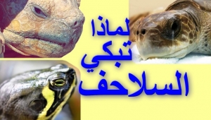 لماذا تبكي السلاحف؟