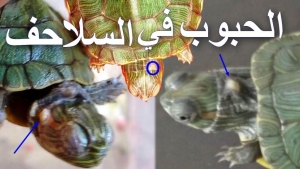 دليل علاج الحبوب والبثور التي تصيب جلد السلاحف 