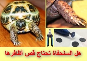 هل قص اظافر السلحفاة البرية ضروري