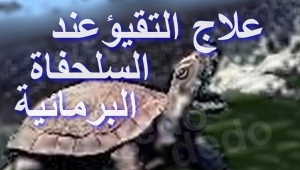 علاج القيء أو التَقيؤ عند السلحفاة البرمائية