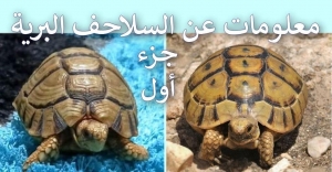 معلومات و حقائق عن السلاحف البرية – الجزء الأول