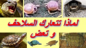لماذا تتعارك السلاحف وتعض وكيف نمنع ذلك
