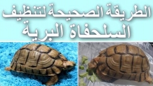 كيفية تنظيف و استحمام السلحفاة البرية بطريقة صحيحة
