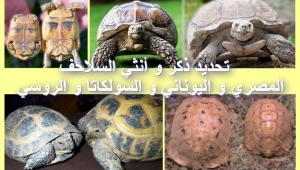 تحديد الذكر و الأنثى بالصور في السلاحف المصري و اليوناني و السولكاتا و الروسي