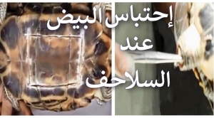 اسباب وعلاج احتباس البيض في السلحفاة