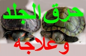 الحروق عند السلاحف