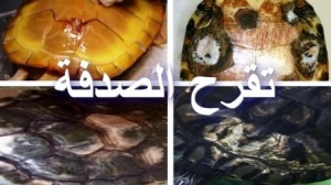  أمراض الصدفة (عفن الصدفة و مرض SCUD ) عند السلاحف