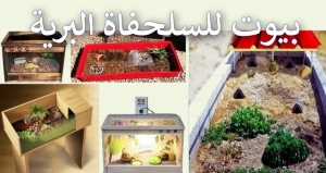 ما هي التجهيزات التي تحتاجها السلحفاة البرية