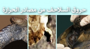   دليل للوقاية والعلاج من حروق جلد السلاحف بسبب مصادر الحرارة
