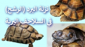 نزلة البرد عند السلاحف البرية | اسباب سيلان الأنف (الرشح) عند السلحفاة البرية و علاجه