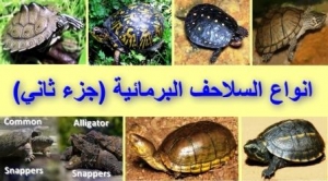 أنواع السلاحف البرمائية بالصور – الجزء الثاني