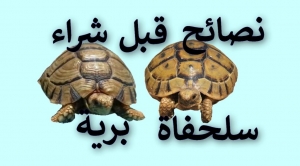 نصائح قبل شراء سلحفاة برية | قبل ما تشتري سلحفاة شوف المقال ده | كيف تشتري سلحفاة سليمة