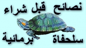 دليل شامل قبل اقتناء سلحفاة برمائية: نصائح أساسية للمشترين