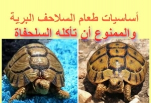 أساسيات طعام السلاحف البرية والممنوع أن تأكله السلحفاة