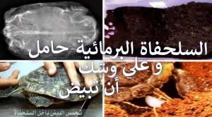 علامات حمل السلاحف البرمائية: دليل شامل لما يجب عليك فعله