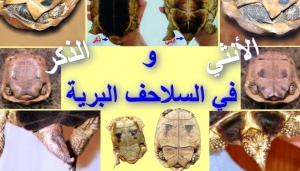 عالم السلاحف البرية: كيف نفرق بين الذكر والأنثي وأهمية ذلك