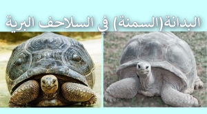 البدانة (السمنة المفرطة) عند السلاحف البرية – الأسباب و العلاج