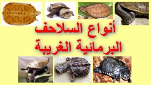 السلاحف البرمائية الغريبة