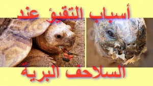 هل السلحفاة البرية تتقيأ