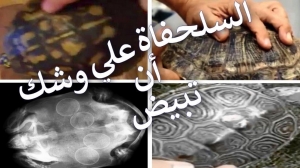كيف نعرف أن السلحفاة البرية حامل و ماذا نفعل