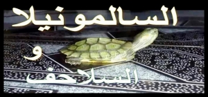 هل السلاحف تصيب الإنسان بمرض السالمونيلا (salmonella)