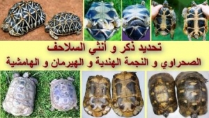 تحديد ذكر و أنثى السلاحف الصحراوية و سلاحف النجمة الهندية و الهيرمان و الهامشية