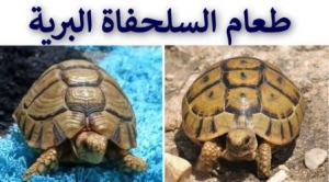 ماذا تأكل السلحفاة البرية