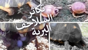 تكاثر السلاحف البرية
