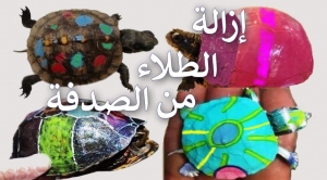 خطوات عملية لإزالة الطلاء والملصقات من صدفة السلاحف