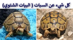 البيات الشتوي عند السلاحف البرية