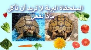 السلحفاة البرية ترفض الطعام | السلحفاة لا تريد أن تأكل | أسباب و علاج امتناع السلاحف عن الطعام