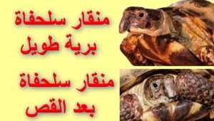 الطريقة الصحيحة لقص منقار السلحفاة البرية
