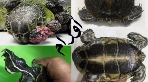 أسرار أورام السلاحف: الأسباب والعلاج