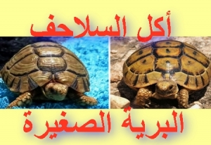 ماذا تأكل السلاحف البرية الصغيرة   