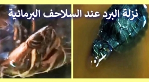 نزلات البرد تهدد سلحفاتك المائية: أسباب وأعراض المشاكل التنفسية 