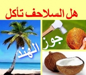 هل السلاحف تأكل جوز الهند