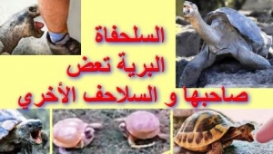 الأسباب التي تجعل السلحفاة البرية عدوانية تجاه صاحبها والسلاحف الأخرى