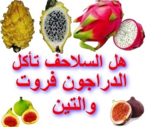 هل السلاحف تأكل التين ودراجون فروت 