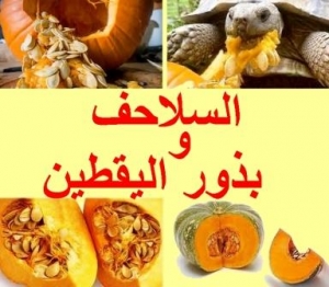 هل تأكل السلحفاة لب القرع (بذور اليقطين)